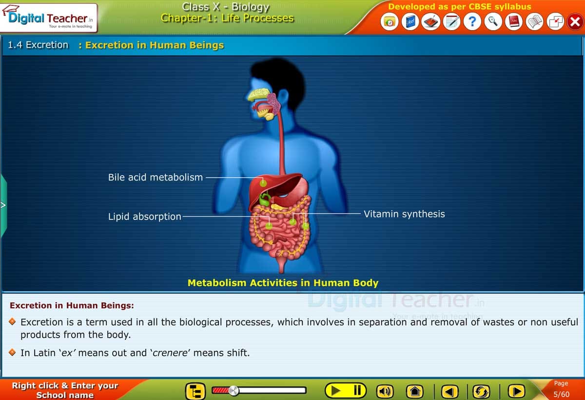 Excretion process in human beings class 10 biology chapter 1 life processes